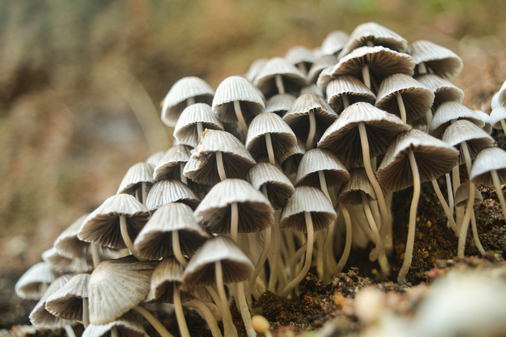 Functional mushrooms flow brew
