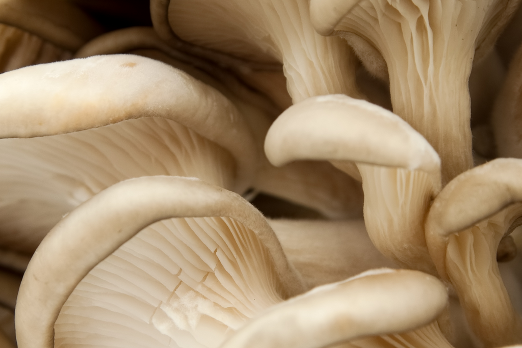 Functional Mushrooms - Their Benefits and Uses