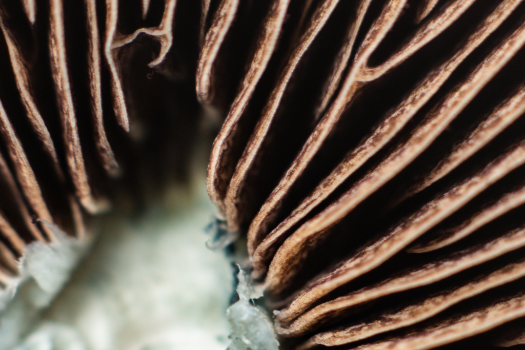 Flow Brew mushroom