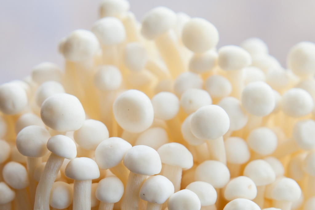The Power of Functional Mushrooms for Productivity