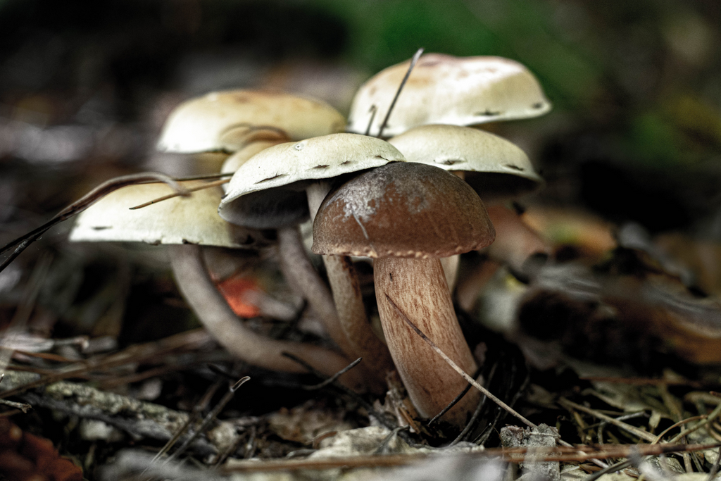 Woodland mushrooms Flow Brew