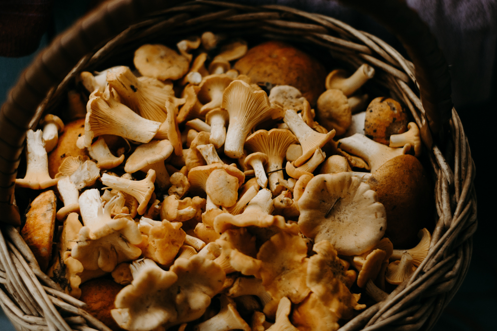 Mushroom coffee powder Flow Brew