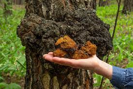 5 Reasons you need Chaga