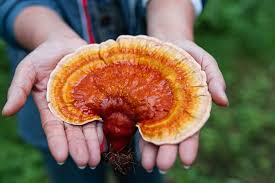 5 Reasons to make Reishi mushroom a part of your wellness routine